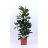 FIKUS CYATHISTIPULA L21 VIŠ 105 CM