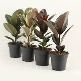 FIKUS ELASTICA (GUMOVEC) L14 CM