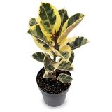 FIKUS ELASTICA (GUMOVEC) L17 CM