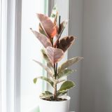 FIKUS ELASTICA (GUMOVEC) L17 CM