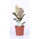 FIKUS ELASTICA MIX L17