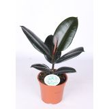 FIKUS ELASTICA MIX L17