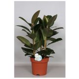 FIKUS ELASTICA MIX L24