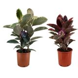 FIKUS ELASTICA MIX L24 CM