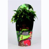 FIKUS GREEN KINKY L14