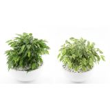 FIKUS GREEN KINKY V OKRASNI SKLEDI L22 CM