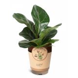 FIKUS LIRASTI (LYRATA) L11 CM