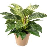 FILODENDRON BIRKIN WHITE WAVE L12 VIŠ 25 CM