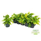 FILODENDRON BRASIL L12 CM