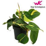 FILODENDRON BRASIL L12 CM