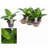 FILODENDRON IMPERIAL GR. L14