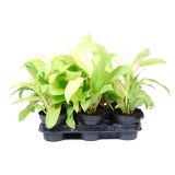 FILODENDRON MALAY GOLD L12