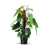 FILODENDRON RED EMERALD L19 CM