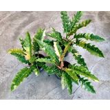 FILODENDRON RING OF FIRE L14 CM