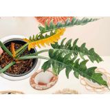 FILODENDRON RING OF FIRE L14 CM