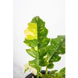 FILODENDRON RING OF FIRE L14 CM