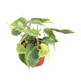 FILODENDRON SCADENS BRASIL L12