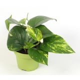 FILODENDRON SCADENS BRASIL L12 VIŠ 15 CM