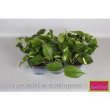 FILODENDRON SCADENS BRASIL L12 VIŠ 15 CM