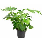 FILODENDRON SHANGRI-LA L17