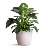 FILODENDRON WHITE STRIPE L12 CM