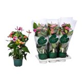 FLAMINGOVEC CAVALLI L17 CM