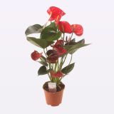 FLAMINGOVEC EASY RED L14 CM