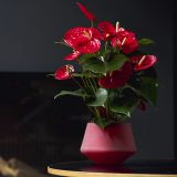 FLAMINGOVEC FAMOUS L17 CM