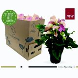 FLAMINGOVEC JOLI L17