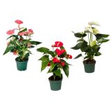 FLAMINGOVEC MIX 3 BARVNI L12 CM