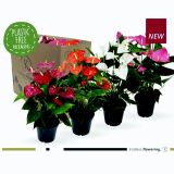 FLAMINGOVEC MIX 4 BARV L17