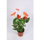 FLAMINGOVEC ORANŽEN L14