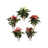 FLAMINGOVEC PREMIUM MIX 5 BARVNI L14 CM