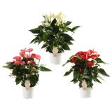 FLAMINGOVEC PREMIUM MIX L17 CM