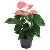 FLAMINGOVEC ROZA SWEET DREAM L17