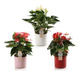 FLAMINGOVEC V OKRASNEM LONČKU BARI L12 CM