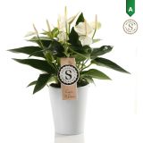 FLAMINGOVEC WHITE CHAMPION L9