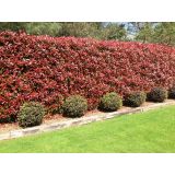 FOTINIJA FOTINIJA RED ROBIN L15