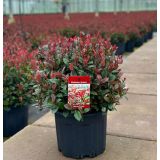 FOTINIJA FRAS. LITTLE RED ROBIN L 2L