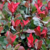 FOTINIJA FRAS. LITTLE RED ROBIN L 2L