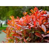 FOTINIJA FRAS. LITTLE RED ROBIN L17 CM