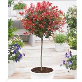 FOTINIJA NA DEBLU 50 CM L19 CM