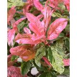 FOTINIJA PINK CRISPY NA STEBLU L28 V90