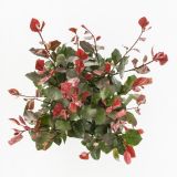 GRM FOTINIJA RED ROBIN L23