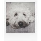 FILM POLAROID 600 B&W ENOJNO PAK.