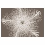 FOTOTAPETA -FEDERSTERN 368 X 248 CM KOMAR