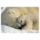 FOTOTAPETA 1-DELNA POLAR BEARS NG 184X127 CM KOMAR