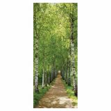 FOTOTAPETA 2-DELNA BIRKENALLEE 92 X 220 CM KOMAR