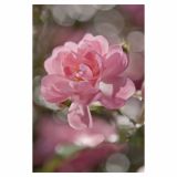 FOTOTAPETA 4-DELNA BOUQUET 184X254 CM KOMAR