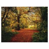 FOTOTAPETA 8-DELNA AUTUMN FOREST 388X270 CM KOMAR